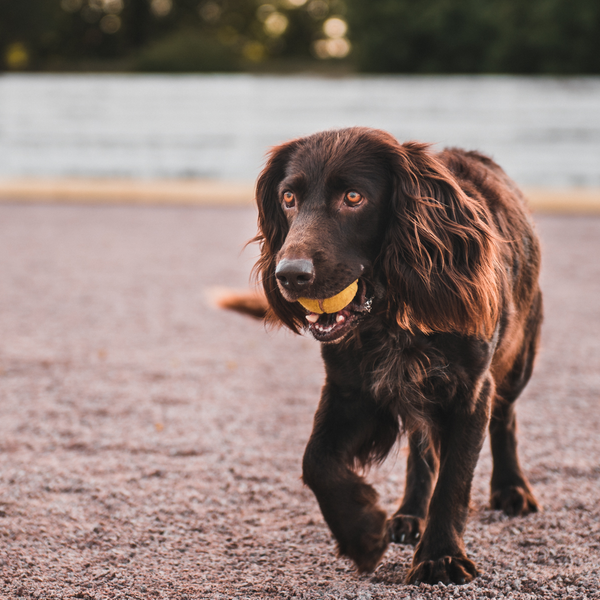 Glad och Lekfull hund