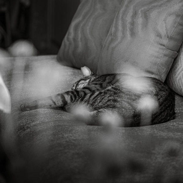 Trtt Katt Trtt Katt